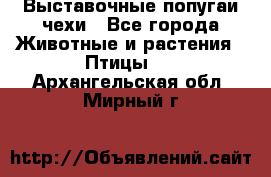 Выставочные попугаи чехи - Все города Животные и растения » Птицы   . Архангельская обл.,Мирный г.